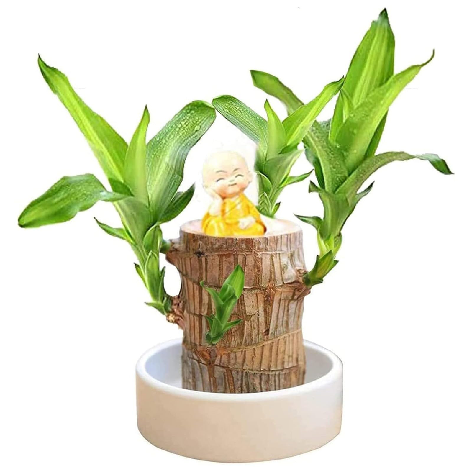 Dempiire Brazilian Wood Decor, Brazilian Wood Plant, Brazilian Lucky Wood Plant Hydroponic Bamboos Plants Live Pots with Tray for Indoor Office Desktop Plantr Decoration Brazilian Wood+Basin+Doll (B)
