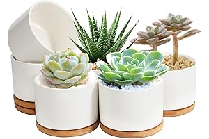 ZOUTOG 4" White Ceramic Succulent Pots for Vibrant Indoor Plant Decor