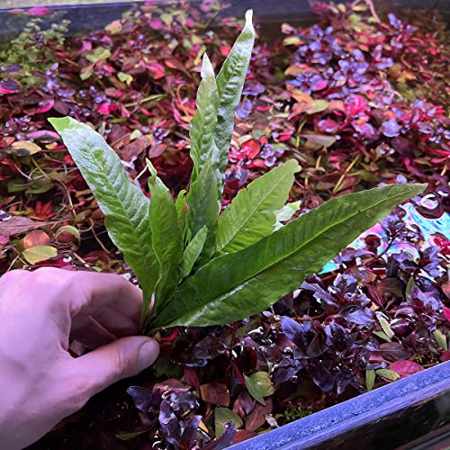 Substratesource Java Fern Live Aquarium Plants - Tall 8-12 Inch Bare Root Freshwater Plant For Fish Tanks - Beginner Friendly, Low Light (Java Fern, Large) #TOP2