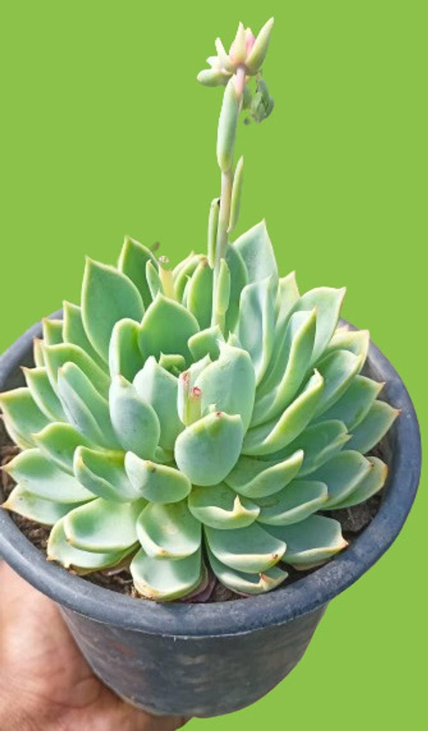 Laxmi Kamal Succulent - Good Luck Plant -5
