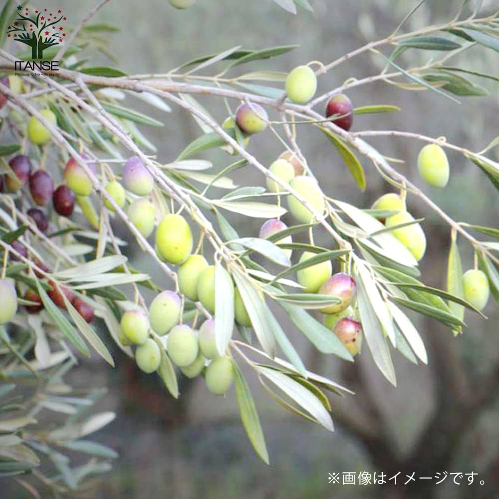 Amazon.co.jp: ITANSE オリーブの苗木 品種：ミッション