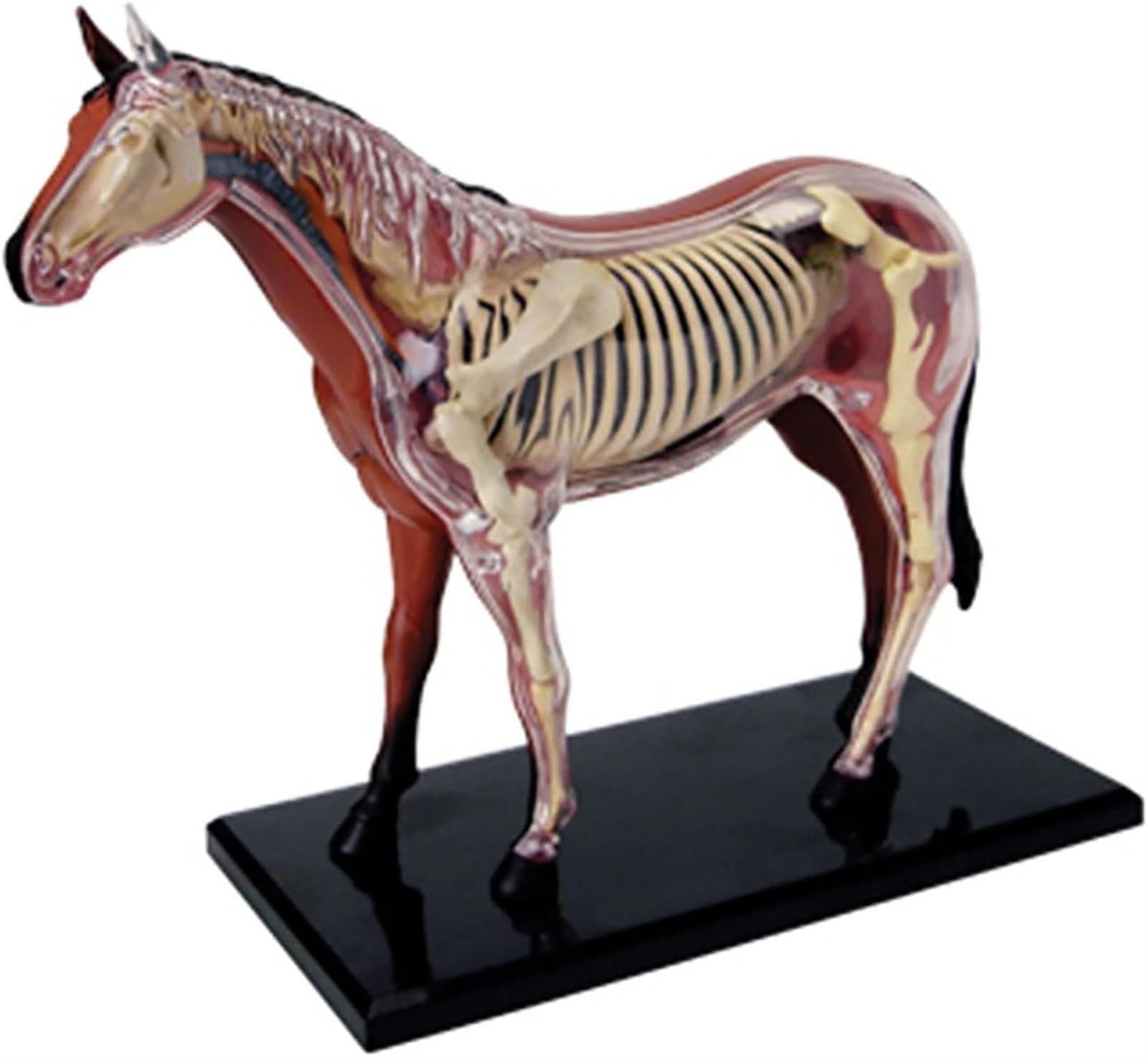 Modelo de acupuntura equina, Modelo de anatomía equina 4D, espécimen de Esqueleto Animal, 26 Piezas Desmontables, Modelo de enseñanza médica para clínica Veterinaria, formación Veterinaria, demostrac