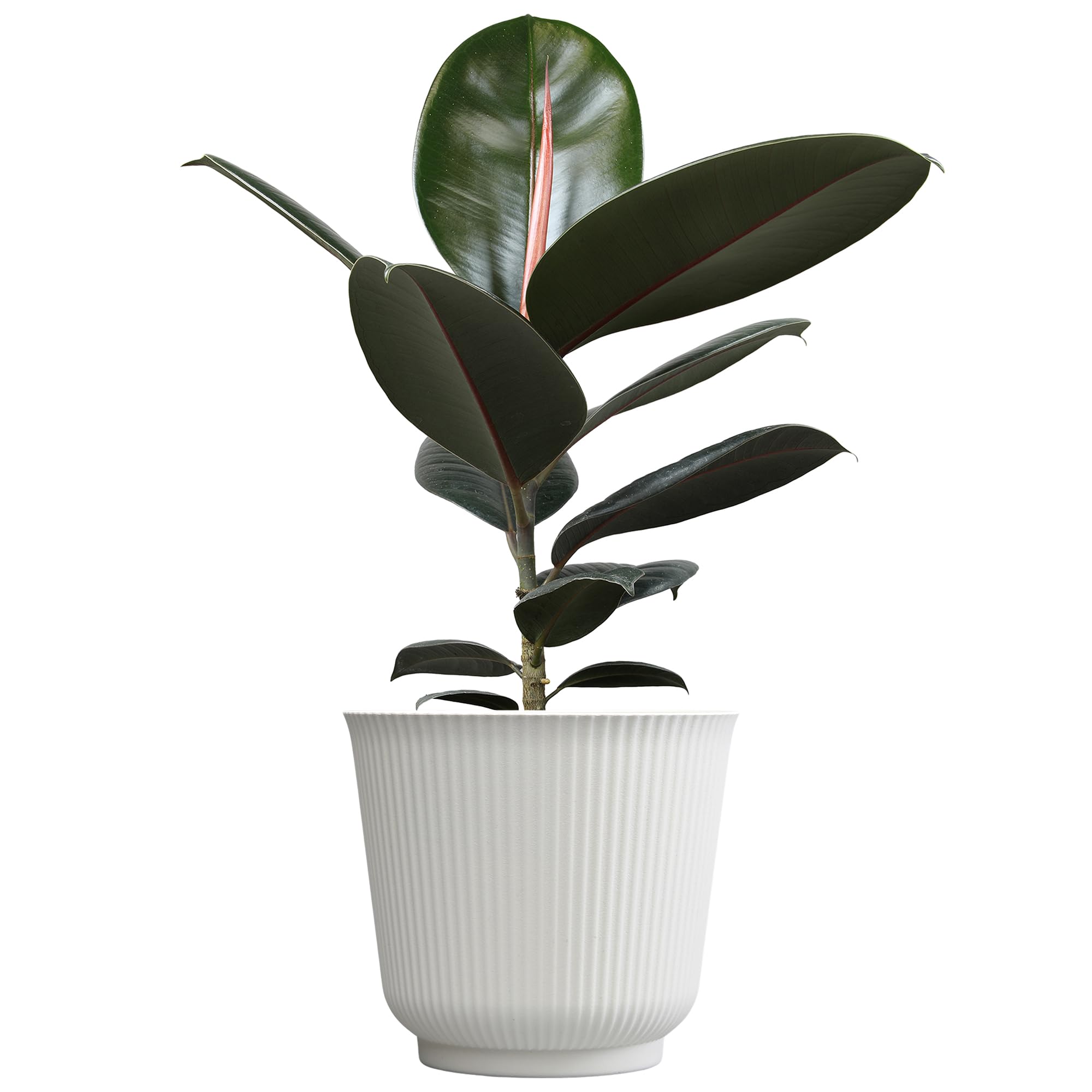 Burgundy Rubber Tree Houseplant Decor in 6" White Pot, Live Ficus, Easy Care, Variegated Ficus Elastica, Popular Live Botanical, Real Plants, Air Purifying Office & Desk Decor by Plants for Pets