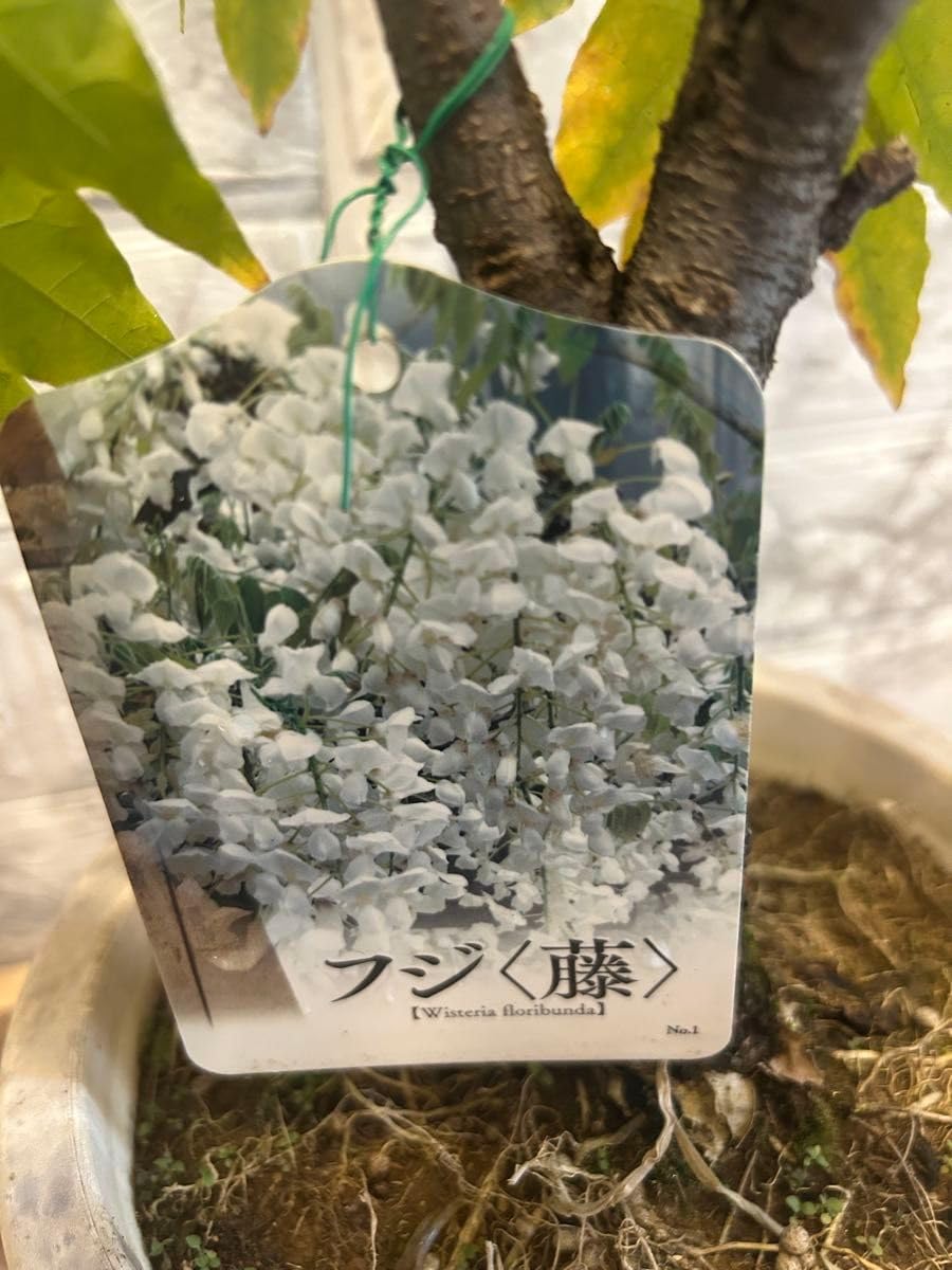 10才藤の苗木 ポットごと 現白藤10/29