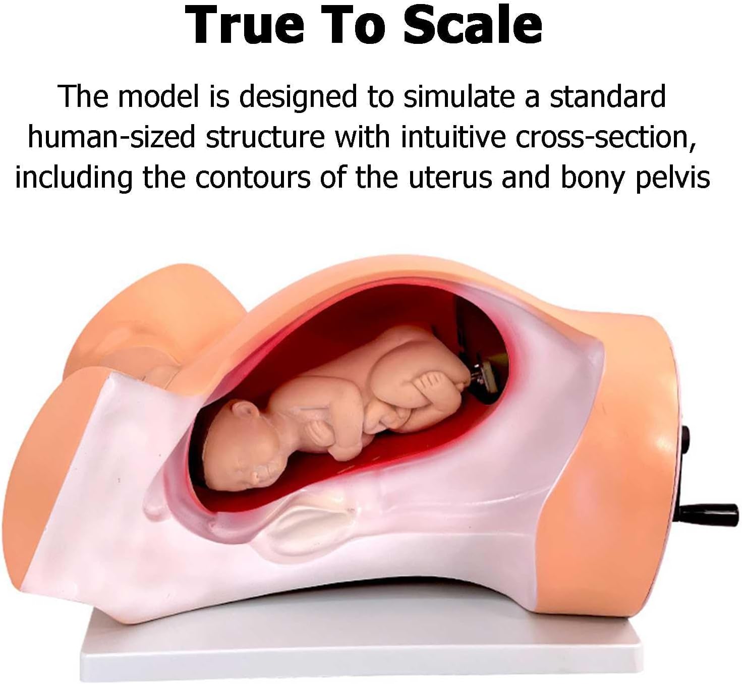 Birth Midwifery Training Simulator Model Life Size Anatomy Childbirth Simulator Manikin Childbirth Demonstration for Midwife and Doula Training Medical Education and Birth Learning