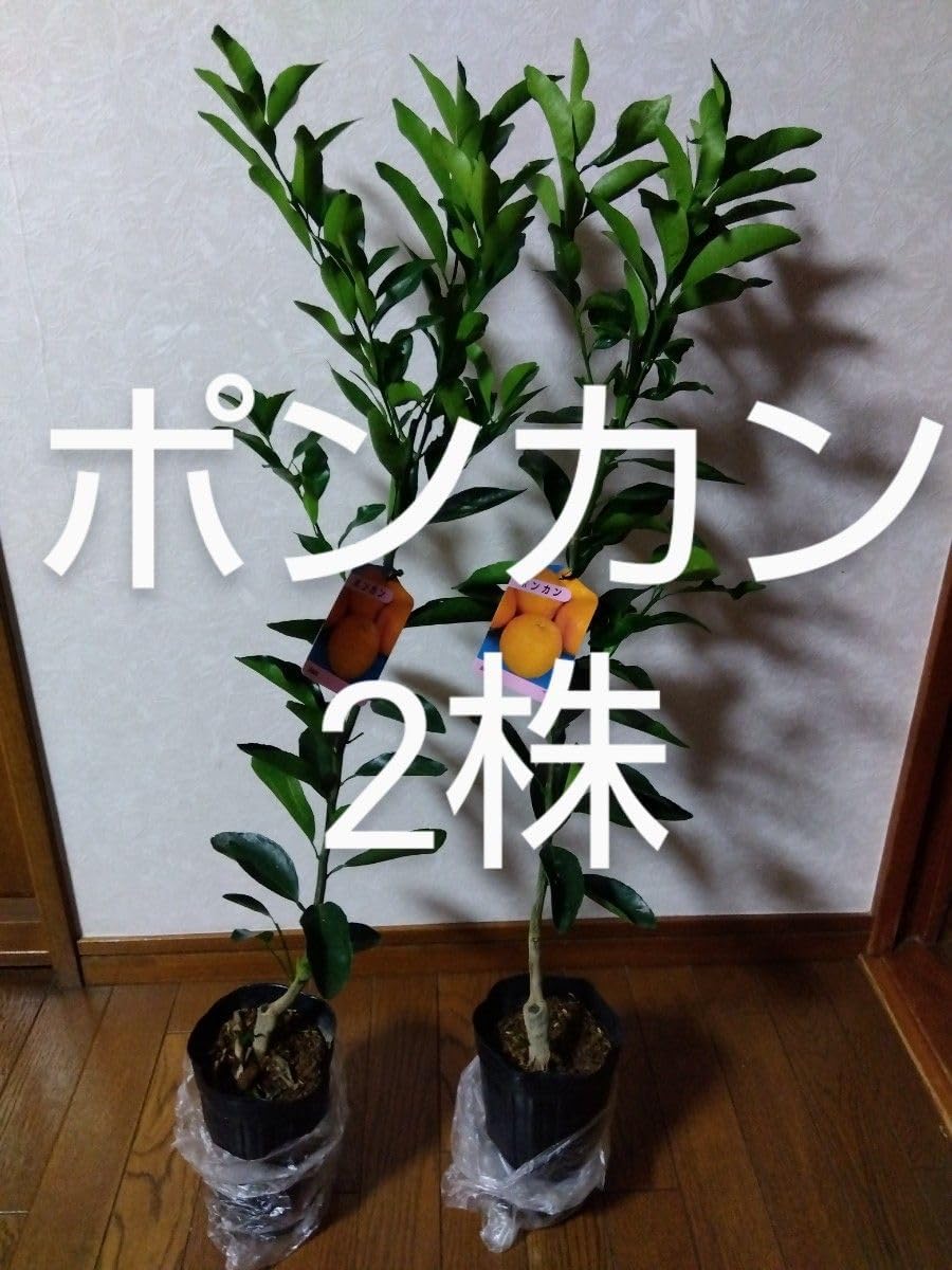 O42 超特選 アガベ ホリダ horrida 黄中斑 超希少錦 鮮明錦 極上株 O42