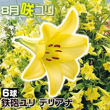 信州産　黄色の百合球根(子球付き♪ 信州産 黄色の百合球根(子球付き♪ 信州産黄色の百合球根(