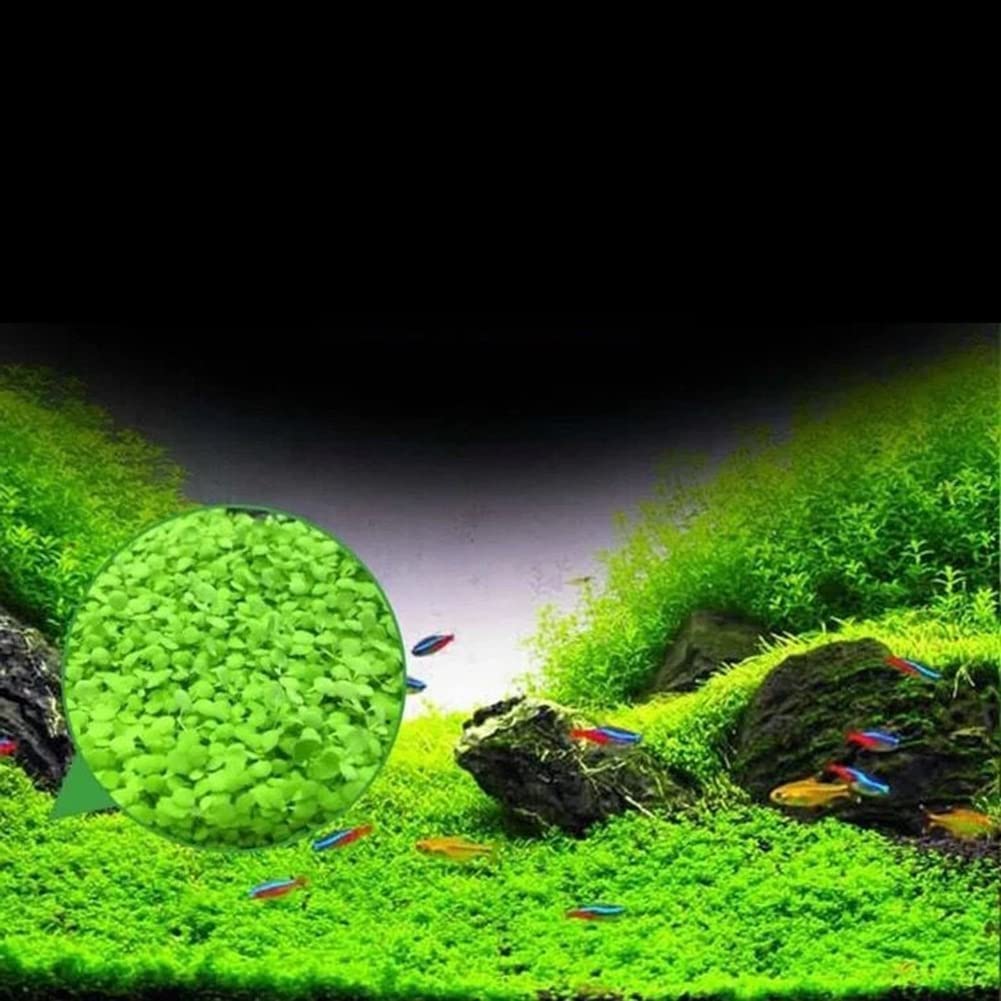 Haloppe 600Pcs Acqua Erba Fiori Piante Semi per la casa Giardino Piantare, Acquatici Acqua Erba Semi di piante Serbatoio di pesce Acquario Paesaggio Decorazione Semi di erba acquatica