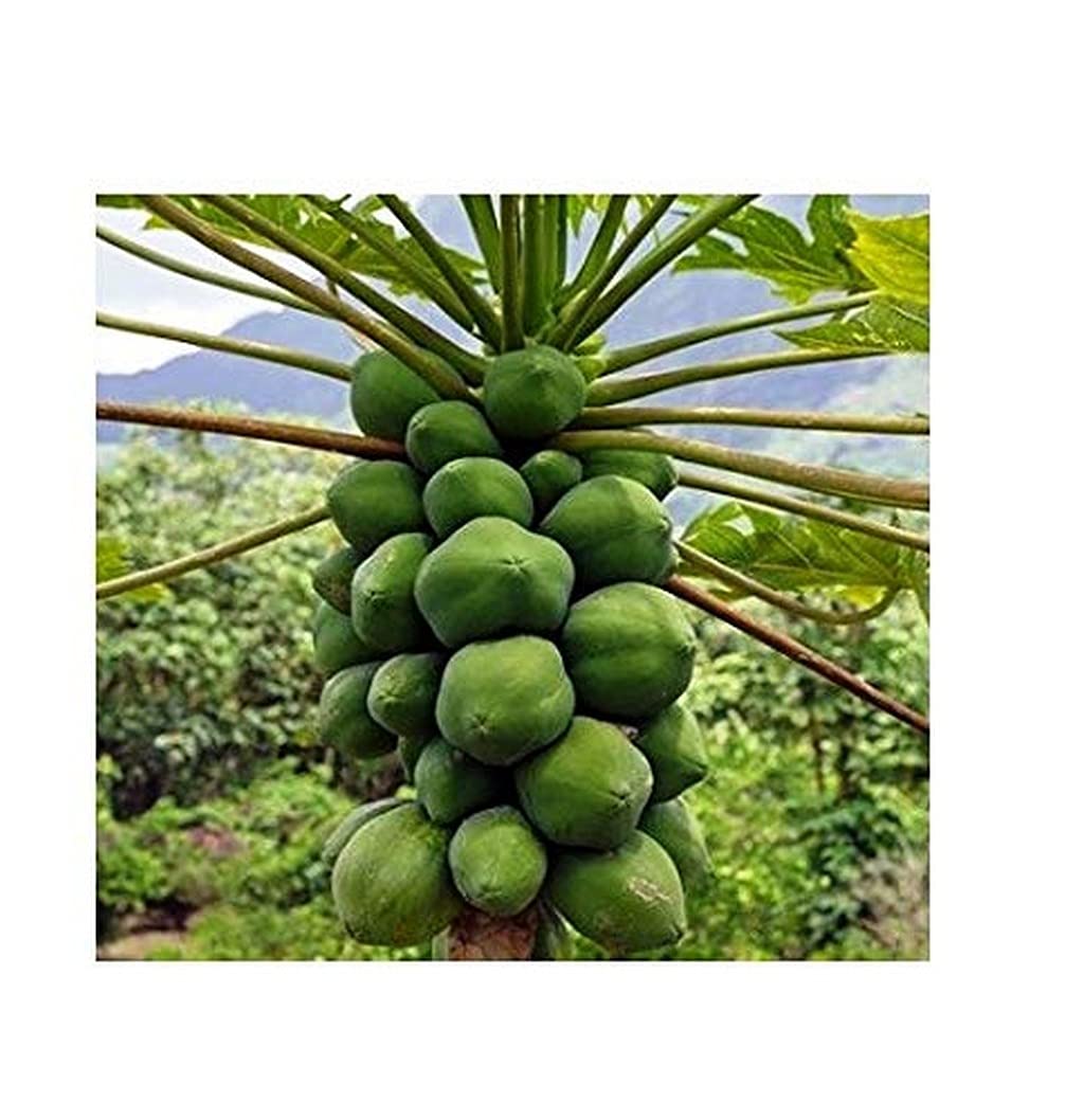 Creative Farmer Garden Live Papaya/Papita Fruit Plant With Pot-Outdoor Plants At Home Depot Papaya (Healthy Plant) (B09HCQ2HBG) Amazon Price History, Amazon Price Tracker