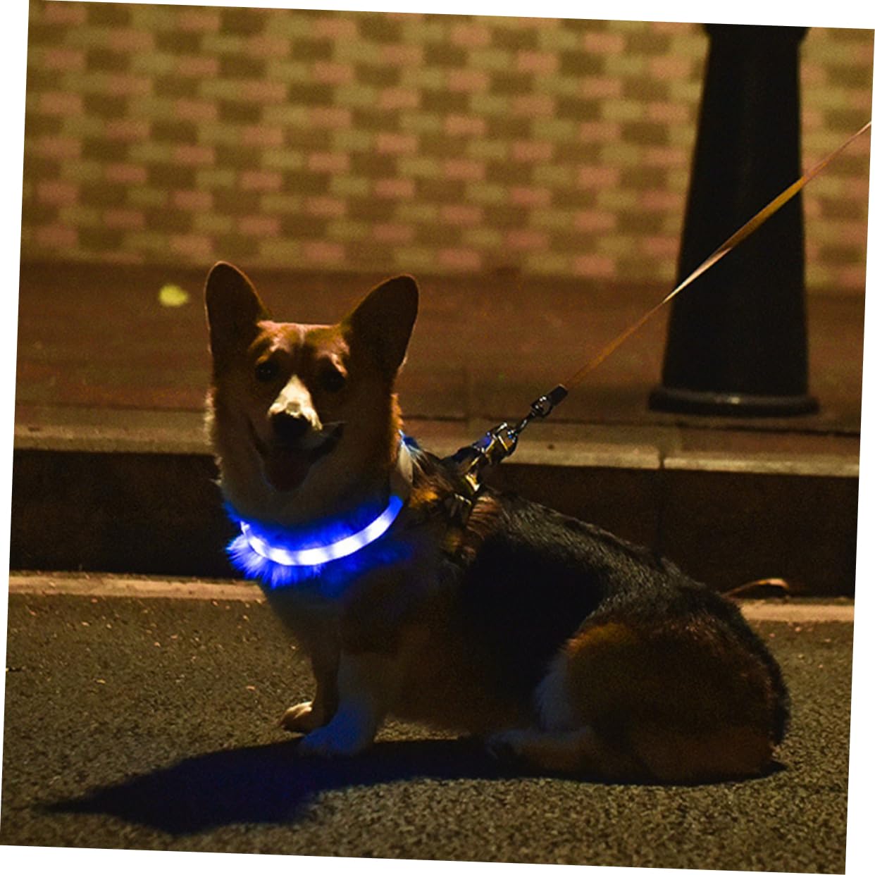 PRETYZOOM 3 Ensembles Collier Lumineux pour Animaux De Compagnie Collier LED Petit Collier De Chiot Lumière De Collier De Chien Lustre LED Batterie Intégrée Payant Blanche Lumière Aveuglante