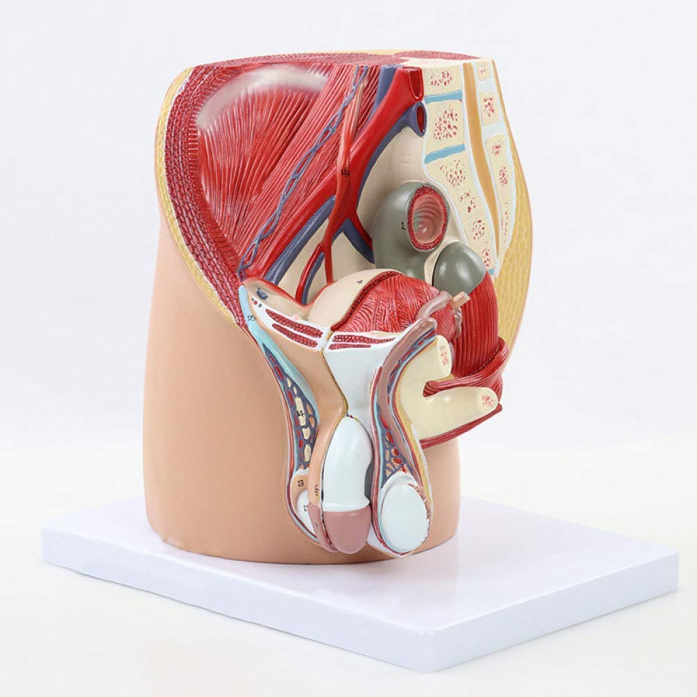 Männliches Becken Männliches Genitalsystem Anatomisches Modell Menschliches Anatomiemodell Median, männliches Genitour-Harnbeckensystem für die medizinische Lehre (3 Teile)