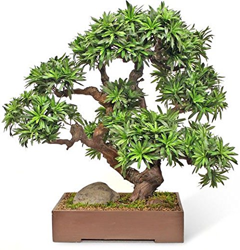 Creative Farmer Podocarpus gracillior Bonsai Suitable Seeds For Indoor/Outdoor Gardening Plant Seeds (B0768L1P35) Amazon Price History, Amazon Price Tracker
