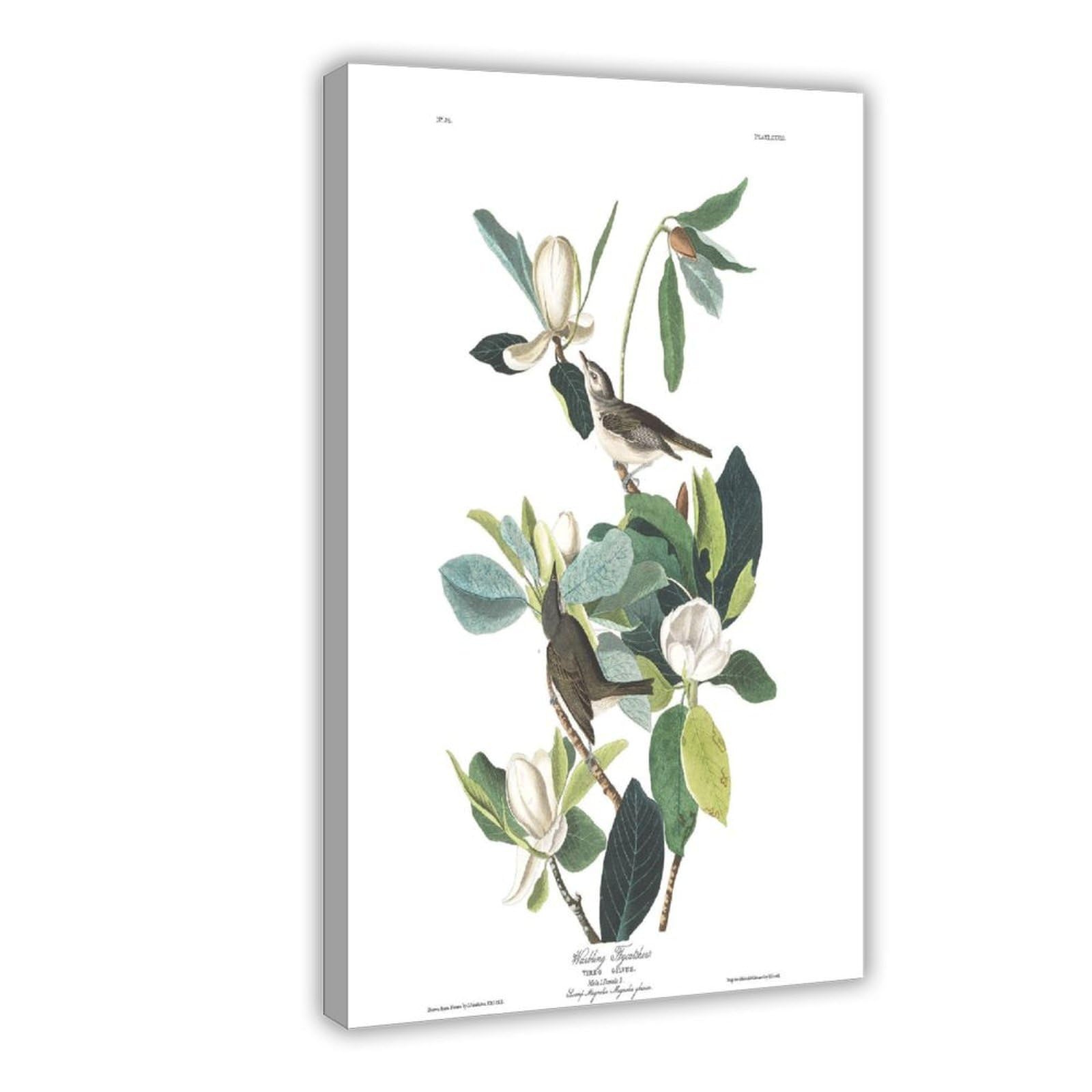 WCYB Warbling Flycatcher by John James Audubon Prints Posters Canvas Deco Paintings Wall Art For Office Hangable Frame 8" L X 12" W