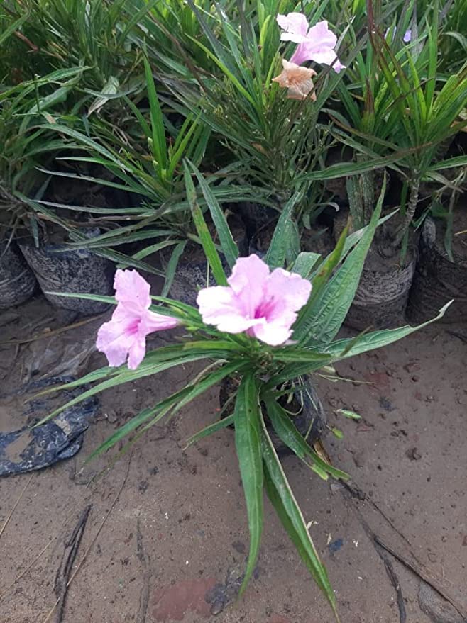 Trendygreens Mexican Pink Petunia Ruellia simplex Live Plant (B0BSFZX5FC) Amazon Price History, Amazon Price Tracker