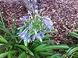 BLUE AFRICAN LILY OF THE NILE 50 SEEDS