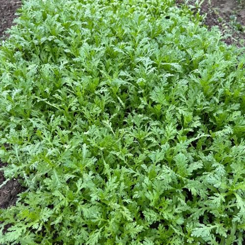 Semillas de crisantemo coronarium, antiguas variedades de semillas de hortalizas semillas de crisantemo comestibles, semillas y plantas de hortalizas Plantas resistentes para el 350pcs