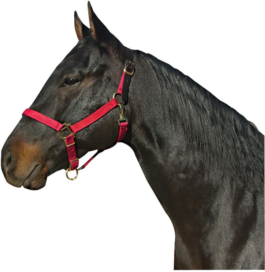 Intrepid International Leather Crown Halter