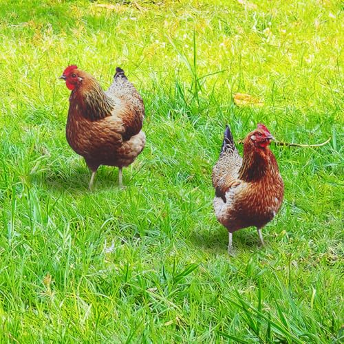 Yardwe 2 Stück Huhn Deko Hühner Gartendeko Hühner Deko Lebensechte für Draußen Draußen Rasen Hofdekoration