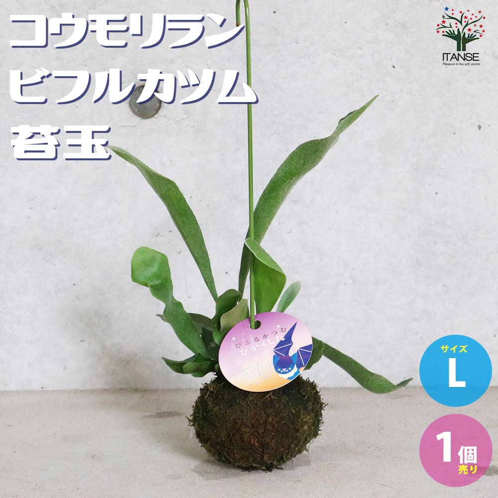 コウモリラン(ビカクシダ) (月下美人共生) 特大