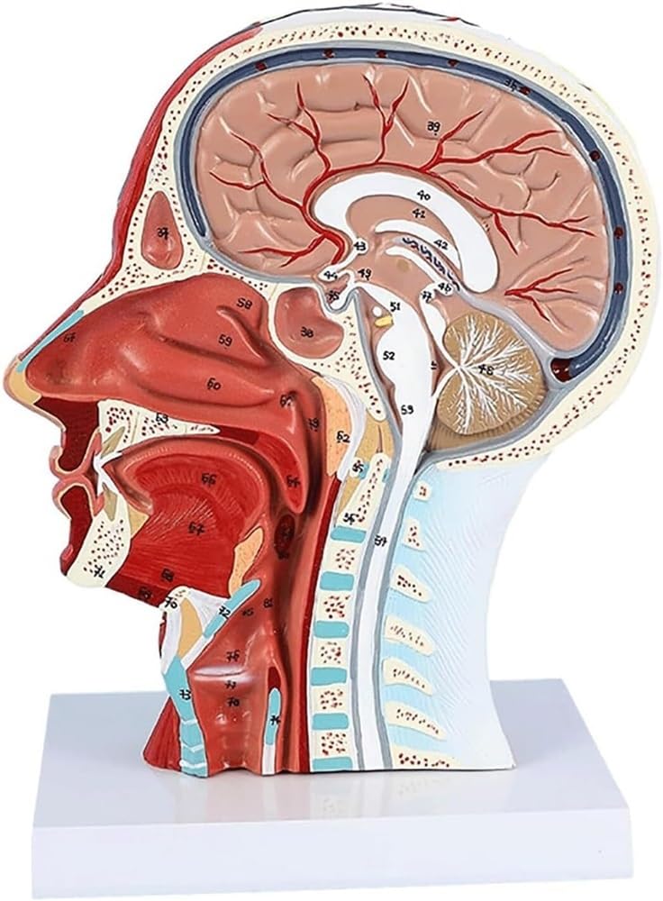 Modele anatomiczne, Struktura mięśni twarzy z próbką nerwów, modelem ust