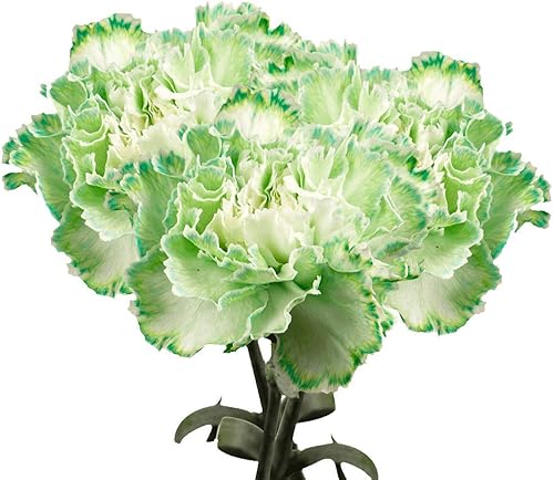 Vista 28 de GlobalRose 100 flores amarillas de clavel – Claveles de origen responsable – Ramo fresco seleccionado a mano para graduación, aniversario