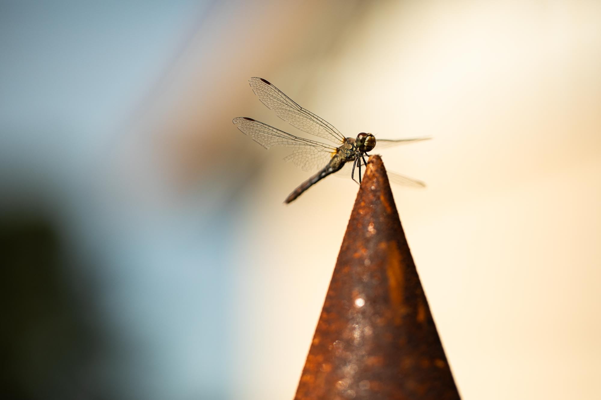 Edelrost Garten Deko Windlicht Vogelhaus Naturrost rostige Dekoration Gartenstecker Beetstecker Topfstecker Landhaus Kerzenhalter Vogelfutterhaus rund auf Platte Futterhaus