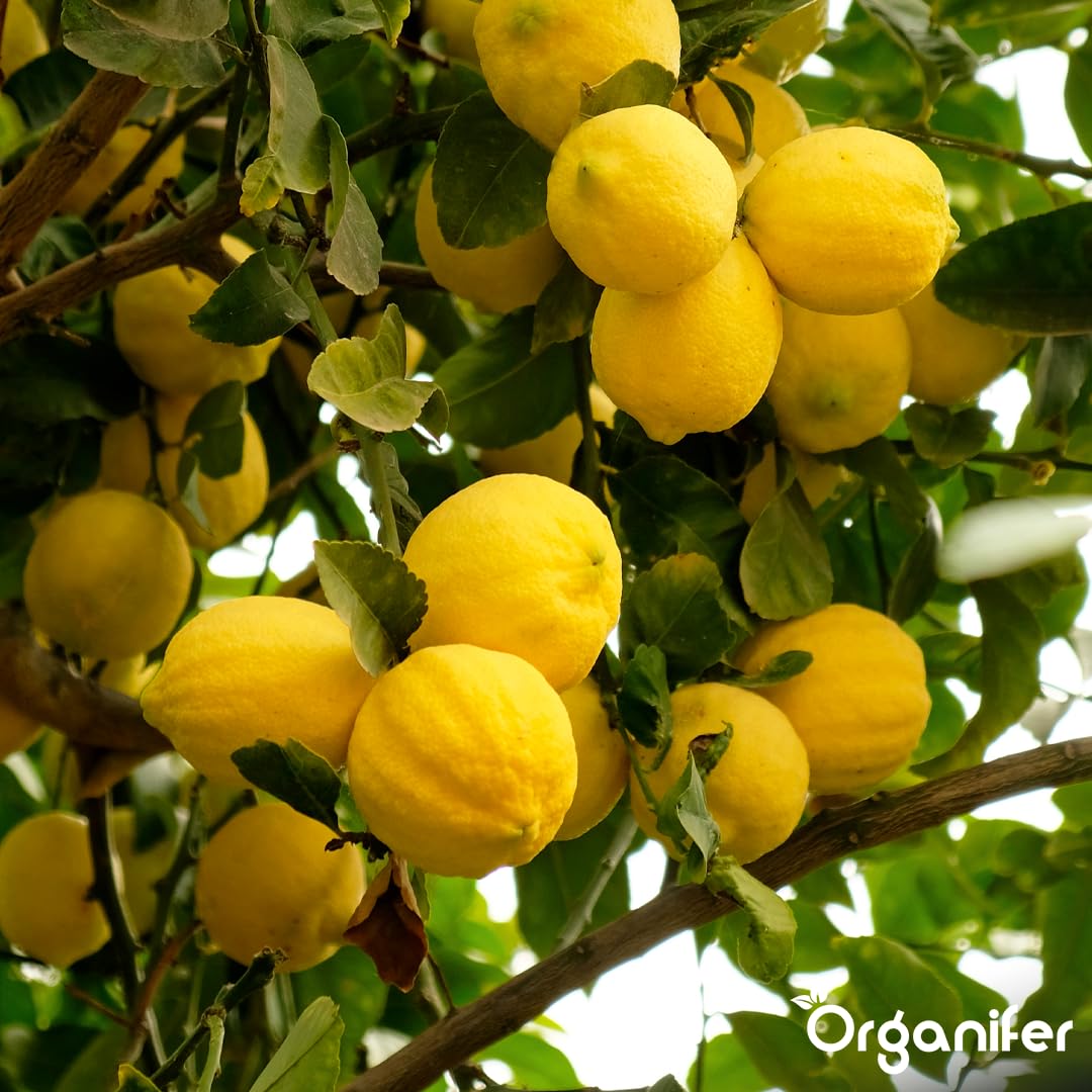 Fertilizante Líquido Para Árbol De Limón - 4x1L - NPK 2-1-8