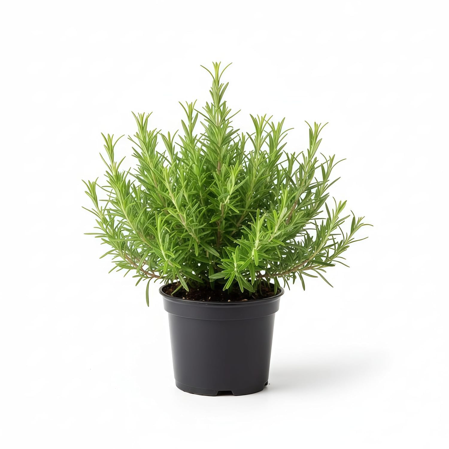 Live Rosemary Plant Medicinal And Herbal Uses For Hair Growth Salvia Rosmarinus Rosemary Food And Salad Plant For Home Garden & Kitchewn With Pot Pack of 1 (HEALTHY PLANT)-picture-44