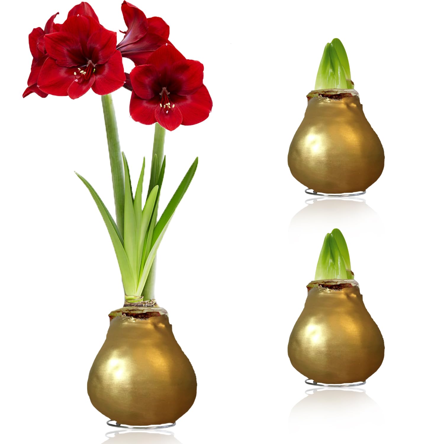Bulbi di Amaryllis Cera Oro - 2 Bulbi Fiori in Grande Formato 26/28