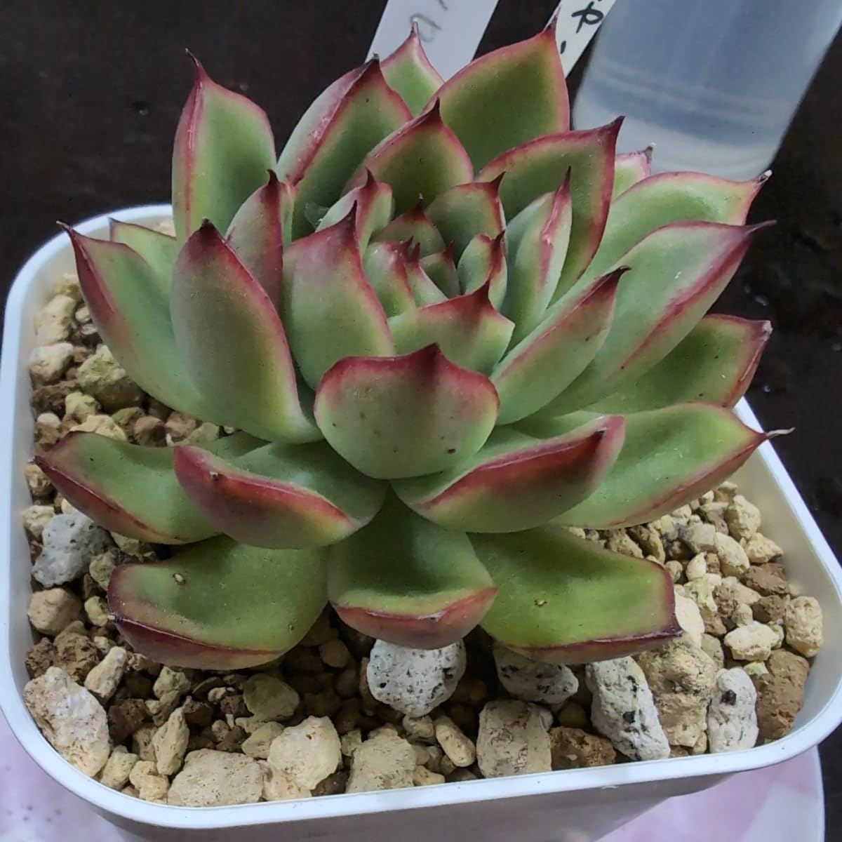 Top【選抜株】多肉植物　T1304ファイヤーフライ（蛍）　54個　鉢無し/脱土 Amazon.co.jp: 多肉植物ヤ即4 エケベリア ファイヤーフライ（ホタル