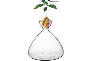 Avocado Seed Starter Vase and Plant Kit