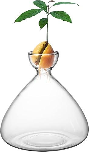 Miniatura 1 de moonoom Jarrón de inicio de semillas de aguacate, jarrón de aguacate para cultivo, kit de cultivo de semillas de aguacate, vidrio para plantas con