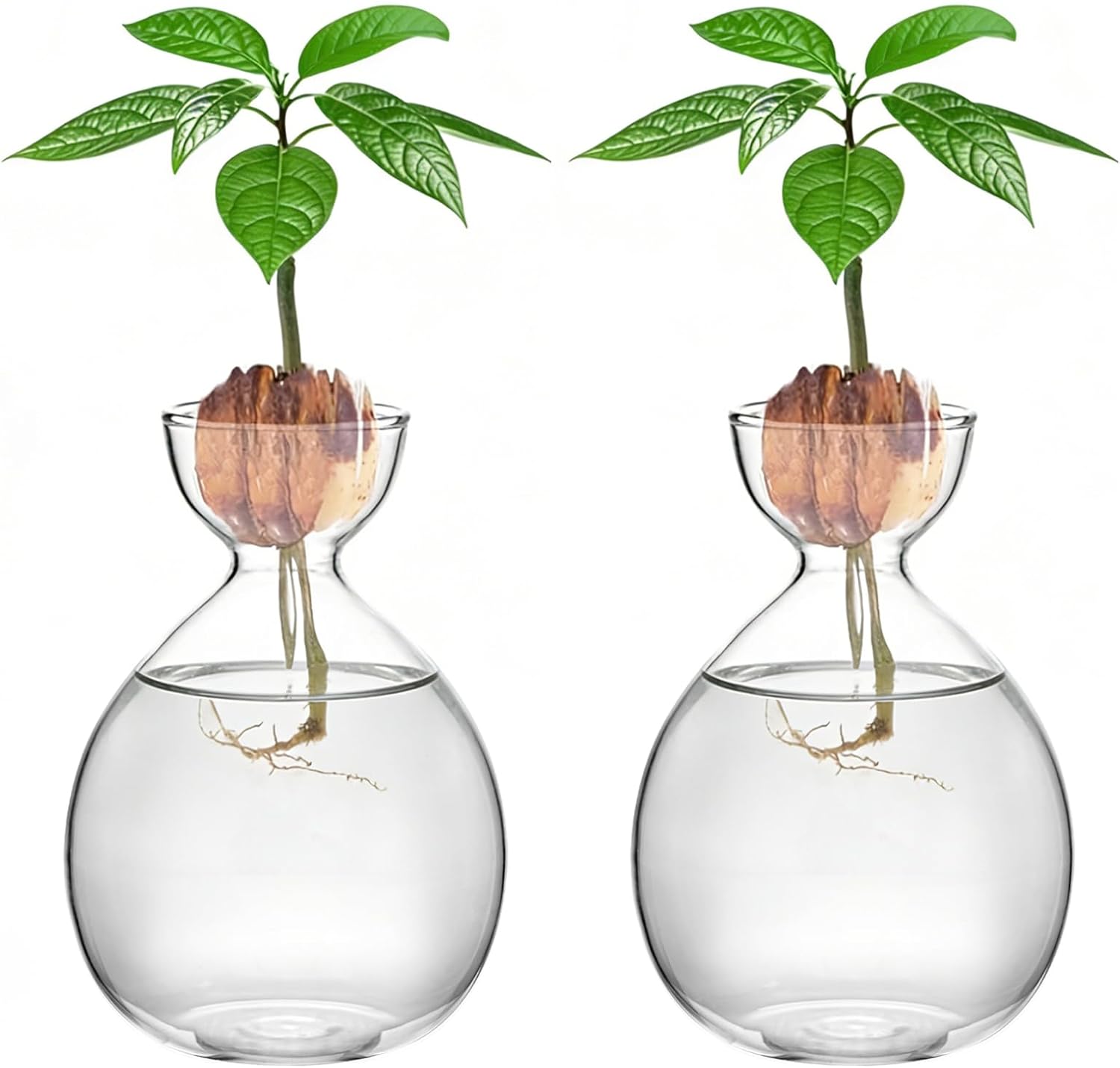 2PCS Avocado Vase Grow Glass Bulb Vases Acorn Seed Starter Vase Avocados Pit Planter Pot for Gardening Lover Indoor Hydroponics