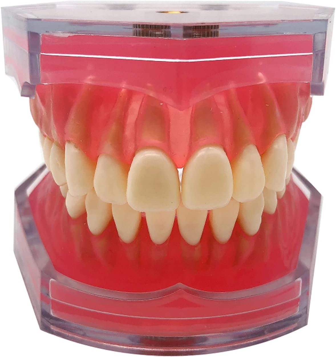 Yyzyl Denti Dentali Modello di Corona Gengive Morbide Smontaggio Completo Esercizi di Apprendimento Estrazione Dentale per Studente di Odontoiatria Assistente Pratica Odontoiatrica, A