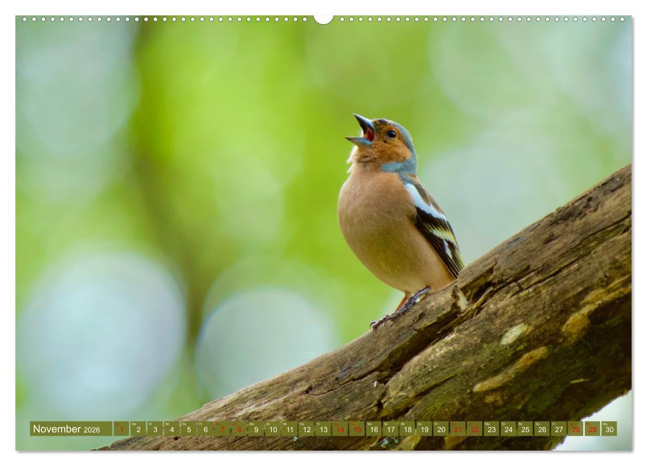 Geliebtes Federvieh (Wandkalender 2026 DIN A2 quer), CALVENDO Monatskalender: Eine Sammlung von Vogel-Fotografien, unterschiedlicher Arten und Familien. (CALVENDO Tiere)