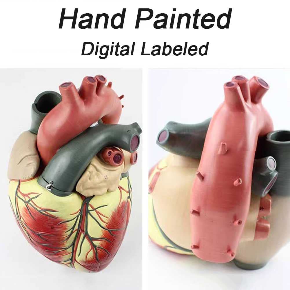 Xiaoxu Modelo anatómico con Aumento de 4X, 3 Partes extraíbles, guía Digital y Referencia de posición anatómica para el Aprendizaje de la Estructura del Cuerpo Humano.
