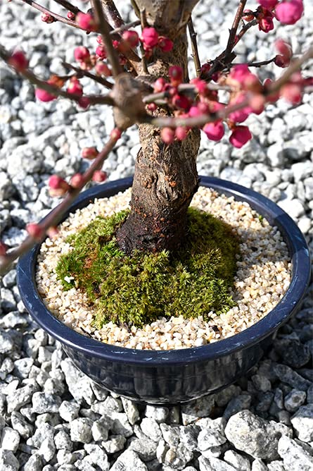 Amazon.co.jp: 春の3月頃にウメのかおりを大盃紅梅鉢花 梅盆栽 紅梅