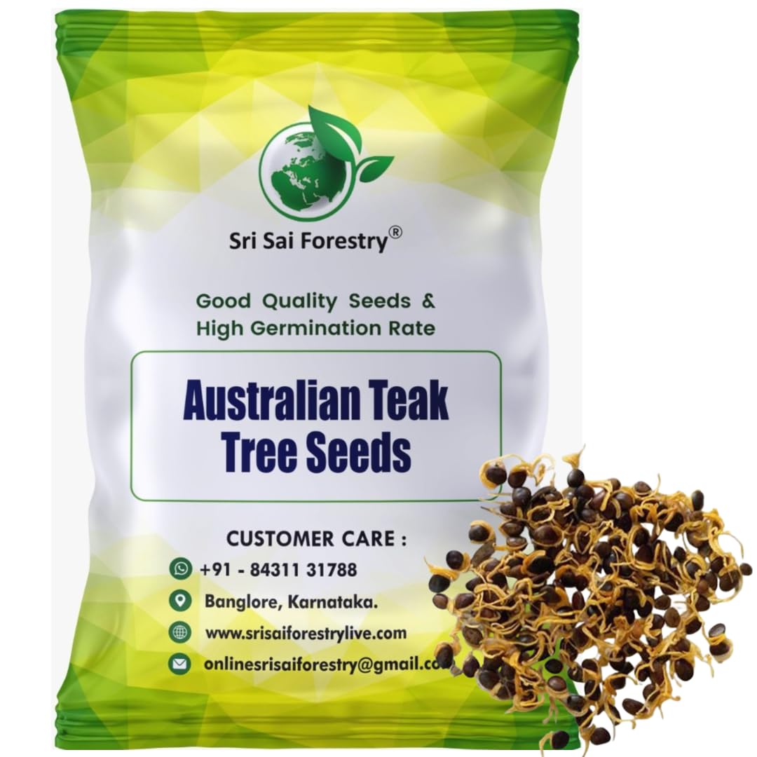 SRI SAI FORESTRY Australian Teak Tree Seeds - Acacia Mangium Tree - 100 Seed