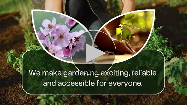 Amazon.com : Blue Spruce Seeds for Planting | 50 Seeds