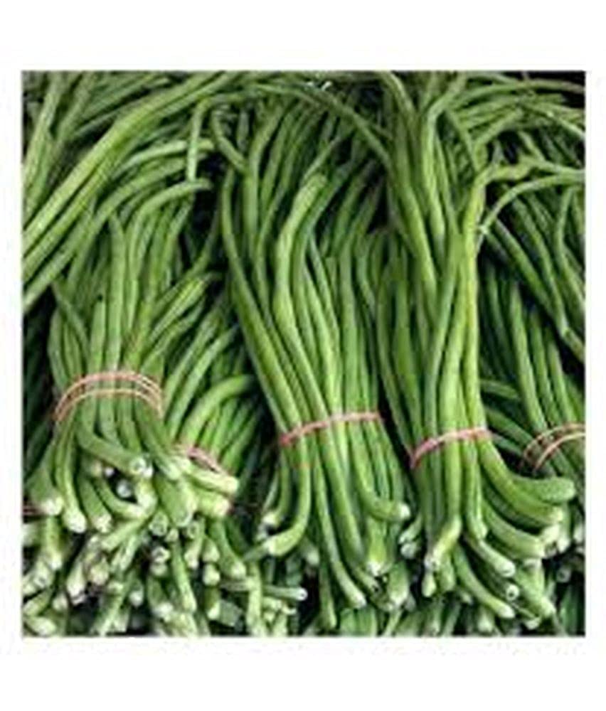 PLANTOGALLERY Lobia/Cowpea Beans Seeds F1 Hybrid Seeds For Home Garden Vegetable Seeds Grow All Season (1 Pkt 40 to 50 Seeds Each) (PL-SEEDS-232) (B09B2MZ4FL) Amazon Price History, Amazon Price Tracker