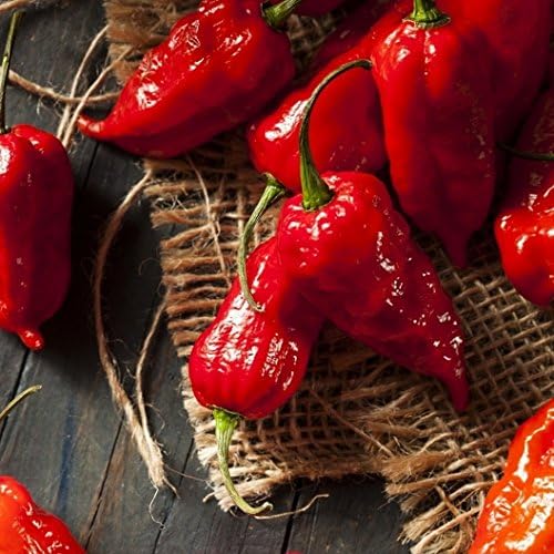 Pepper Hot Bhut Jolokia (Ghost Pepper) FBA-00066 (Orange) 25 Non-GMO, Heirloom Seeds