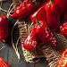 David's Garden Seeds Pepper Hot Bhut Jolokia (Ghost Pepper) SL2231 (Orange) 25 Non-GMO, Heirloom Seeds