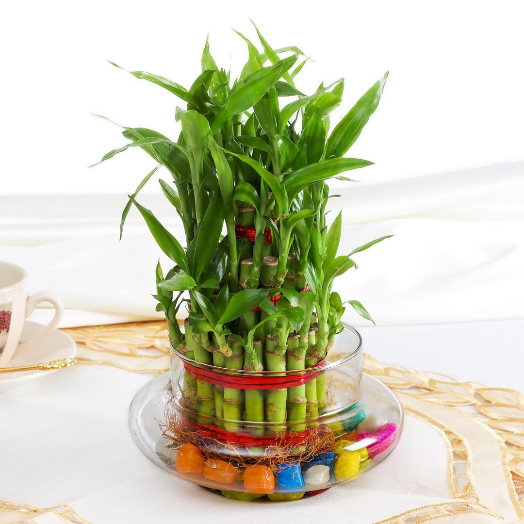 Flora Dlite 3 Layer Lucky Bamboo Plant in Plant Pots & Pebbles Ideal Indoor Live Plants for Living Room, Plant pots for Home Decor pack of 1 (B0D7FFRK2D) Amazon Price History, Amazon Price Tracker