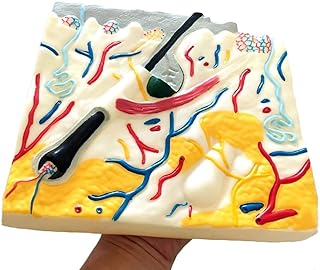 Anatomical Skin Model - Human Skin Tissue Structure Anatomical Model - PVC Material Scientific Human Skin Model - for Biology Surgery Teaching Training Model