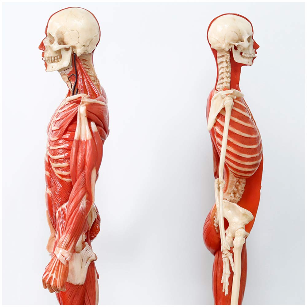 Amazon.co.jp: 人体解剖図 - 23.6インチ/60cm 男性&女性解剖図