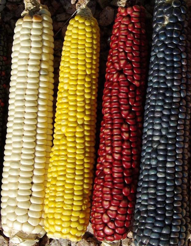 Ritz Farming® Sweet Corn Seeds | Quality vegetable multicolor Seed for your Home & Gardening High Germination Seeds pack of 50-60 seeds (B0BVGBQ5NG) Amazon Price History, Amazon Price Tracker