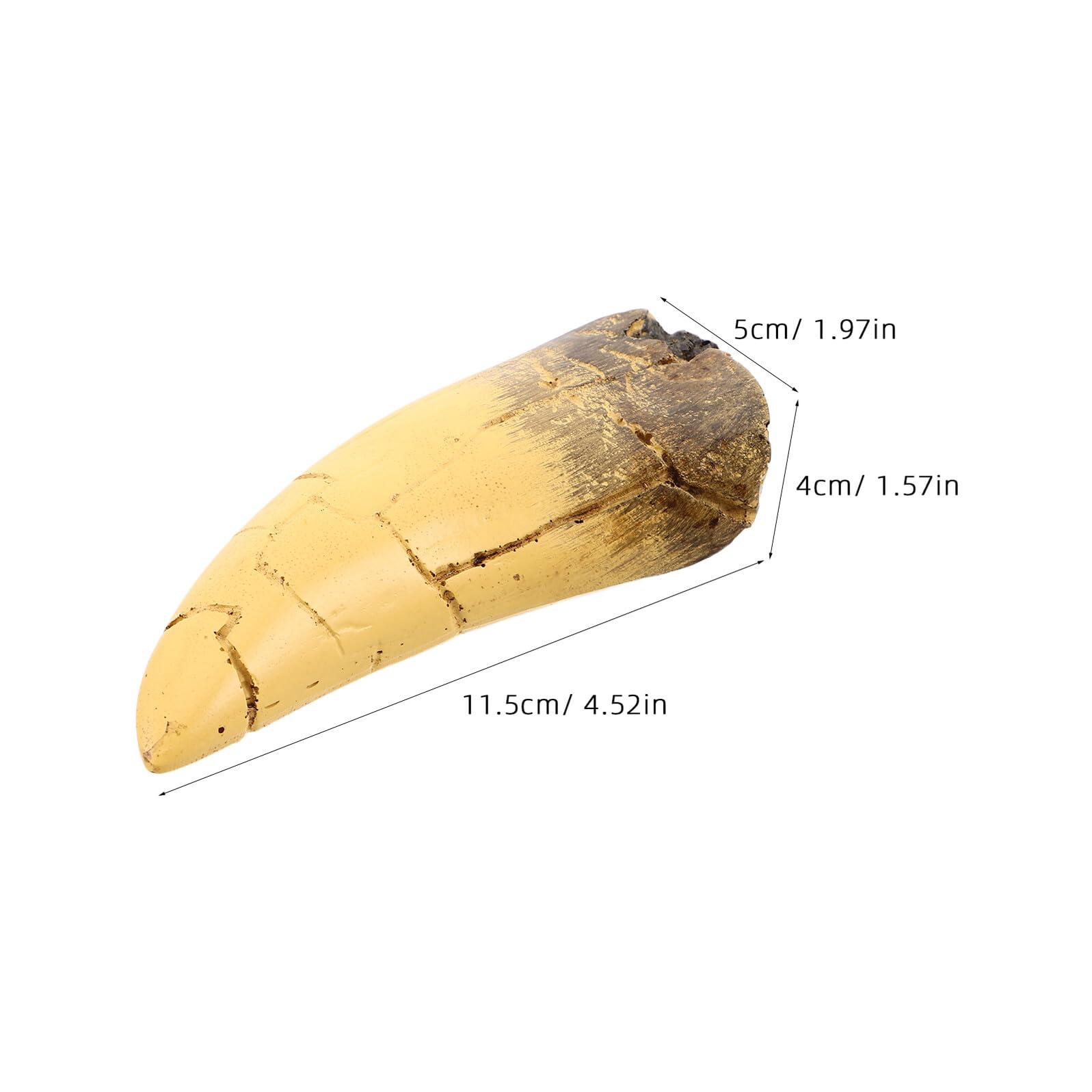 Scultura Realistica di Dente di Dinosauro in Resina Aspetto Preistorico Distintivo, Decorazione per Feste a Tema Dinosauri e Display Educativi Interattivi