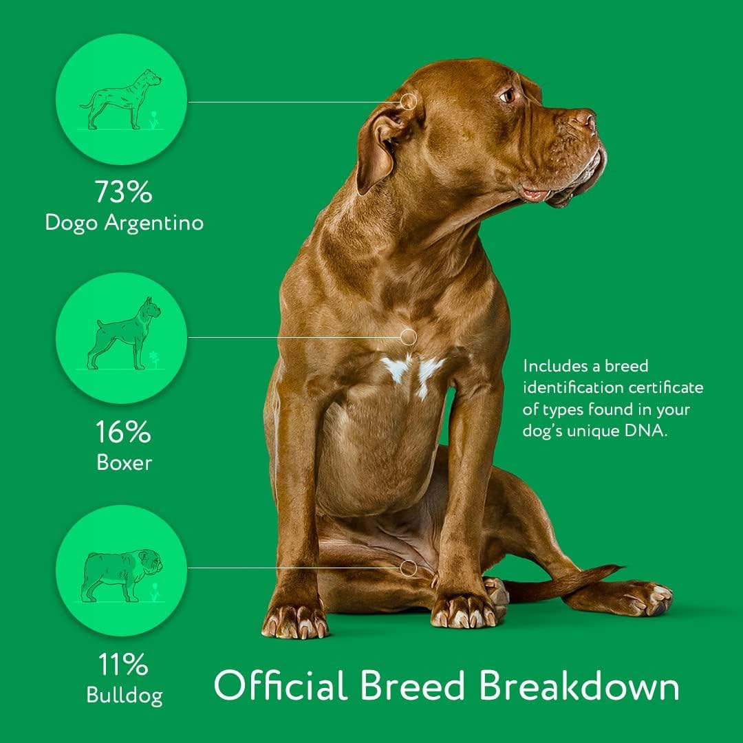 DNA My Dog Trusted & Affordable Breed Identification Test | 350+ Breeds Identified with 99%+ Accuracy | Complete Breed Analysis, Personality and Behavior Insights | Easy Cheek Swab, Results in 2 Weeks - Image 3