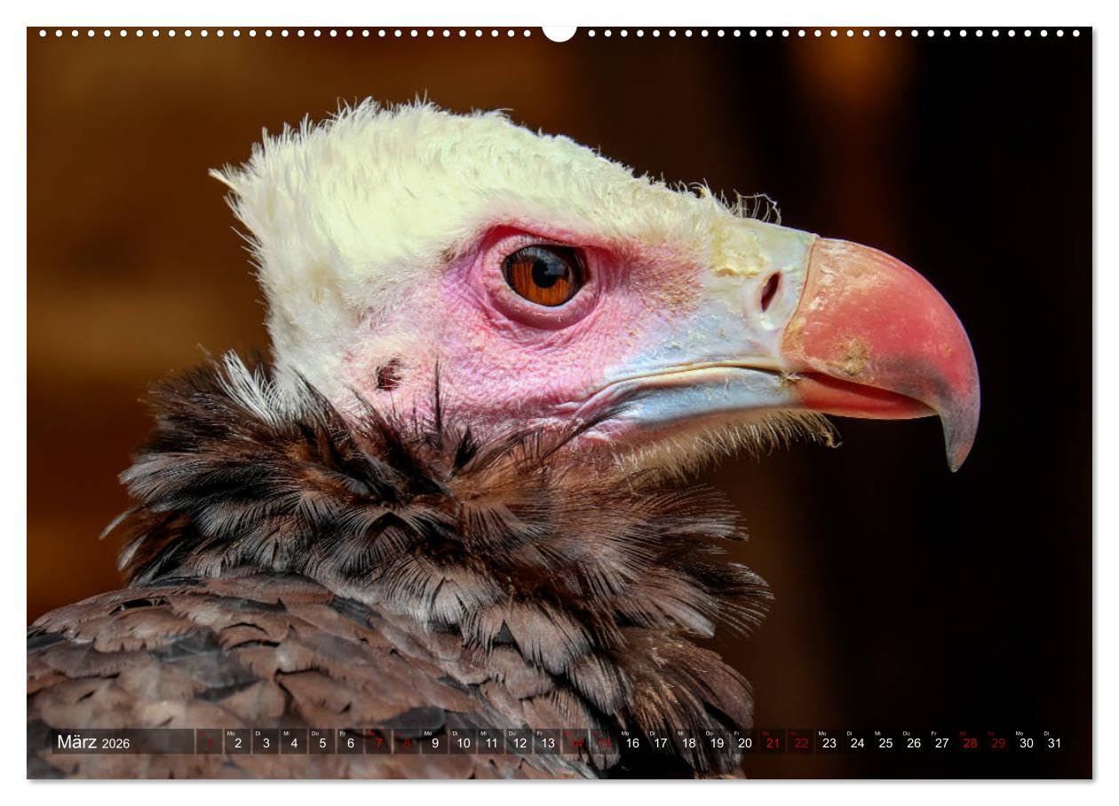 Raubvögel - lautlose Jäger (hochwertiger Premium Wandkalender 2026 DIN A2 quer), Kunstdruck in Hochglanz: Faszinierende Portraits von Greifvögeln und Eulen (CALVENDO Tiere)