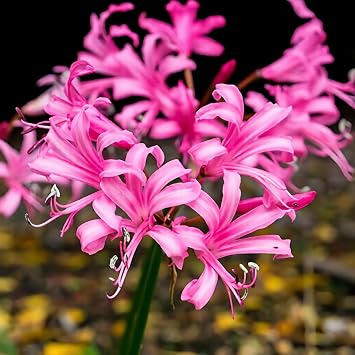 2/3 / 6 Nerine Bowdenii Garden Bulbs Guernsey Lily Autumn Pink Flower Perennial Corms 2 Bulbs